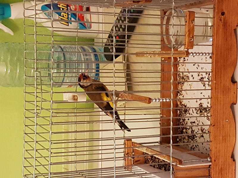 goldfinches for sale