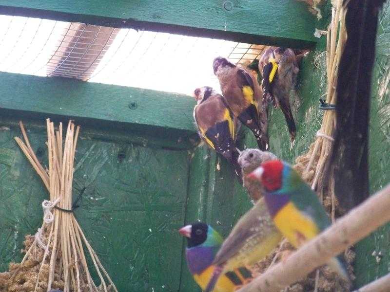 goldfinch,siskin,bullfinch and many other finches for sale