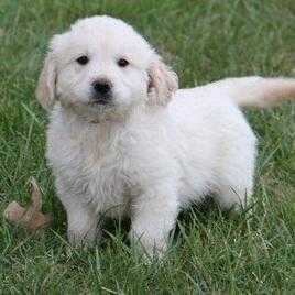 Goldie - Female, Golden RetrieverLabrador Retriever Mix