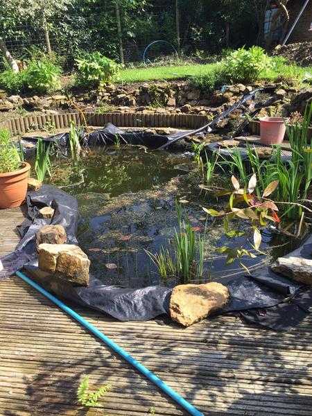 Good home for unwanted pond fish