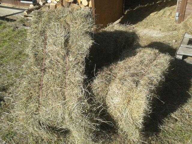 Good Quality Hay