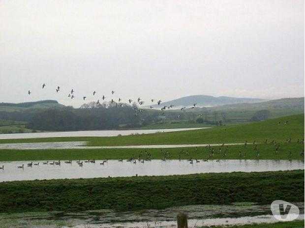 GOOSE DUCK SHOOTING DUMFRIES amp GALLOWAY SCOTLAND