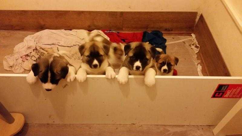 Gorgeous Akita puppies for sale 2 females 2 males lovely chunky puppies