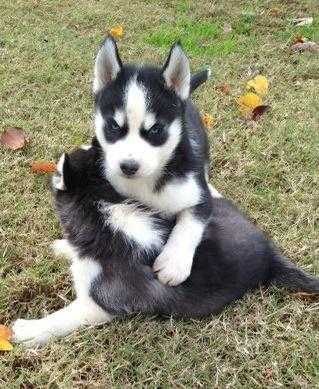 GORGEOUS AND ADORABLE COMPANION HUSKY FOR for sale