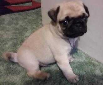 gorgeous and beatifull pug puppy