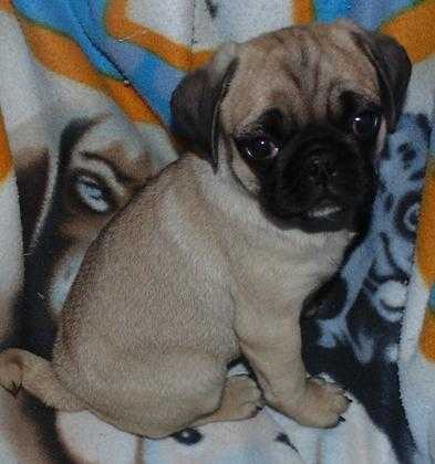 gorgeous and beatifull pug puppy