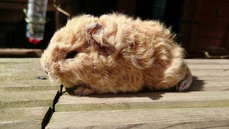 Gorgeous baby guinea pigs boys and girls