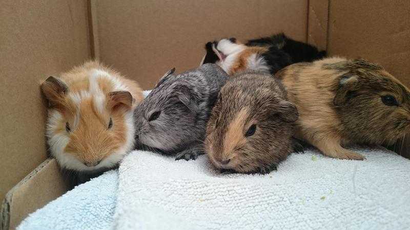 Gorgeous baby guinea pigs boys and girls