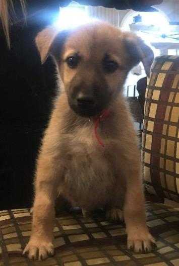 Gorgeous baby Siberian husky cross Alsatian puppy