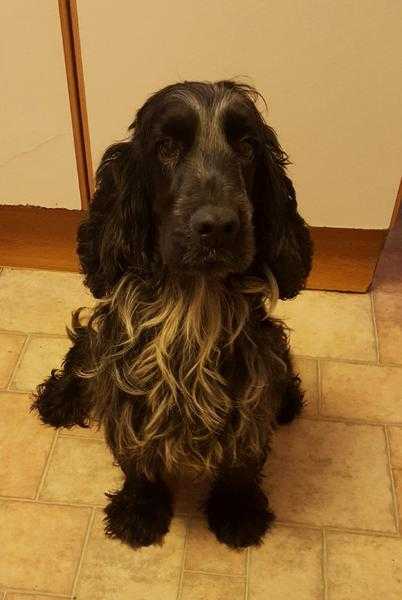 Gorgeous Blue Roan Cocker Spaniel at Stud