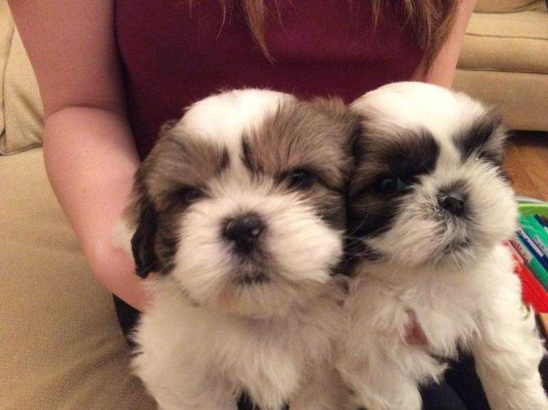 Gorgeous Boy Shih-Tzu puppies