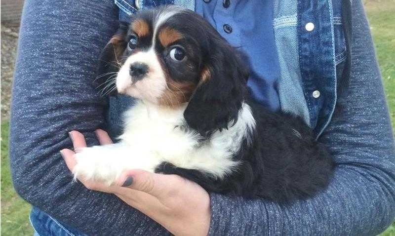 Gorgeous boys and girls cavalier King Charles Spaniel puppies ready to go now