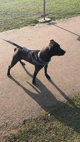 Gorgeous brindle staffie