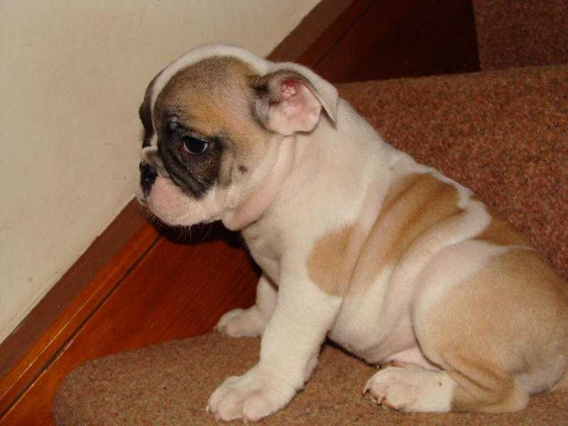 Gorgeous British Bulldog Puppies