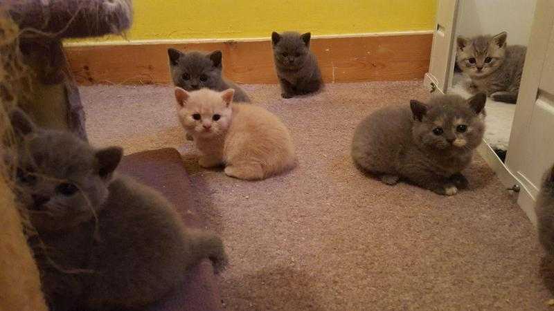 Gorgeous Bsh Kittens For Sale