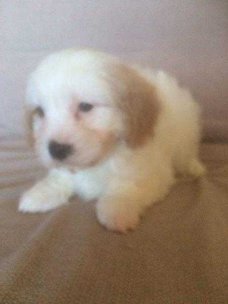 Gorgeous cavachon pup for sale