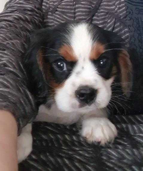 Gorgeous Cavalier Puppys