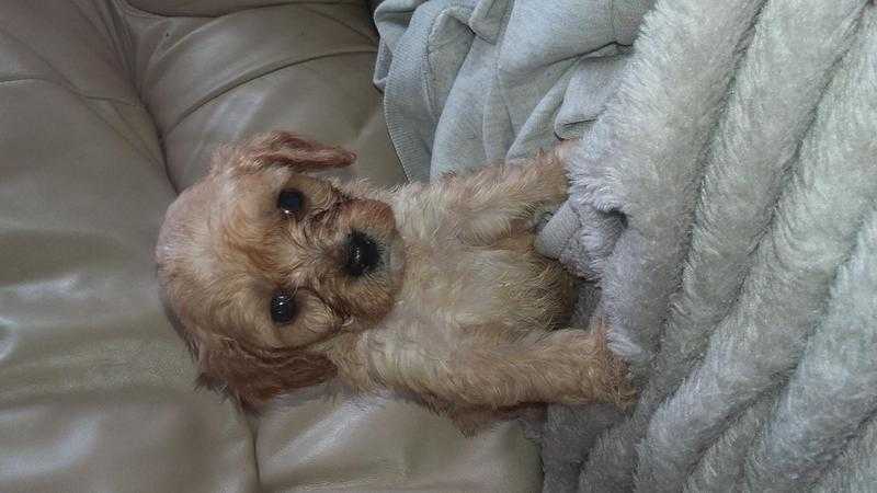 Gorgeous cavapoos