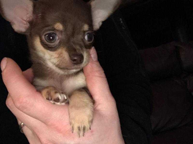 Gorgeous Chocolate and tan Chihuahua puppies for sale