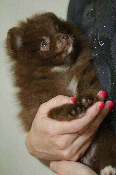 Gorgeous chocolate miniature Pomeranian puppy