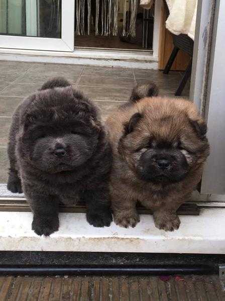 Gorgeous Chow Chow puppies