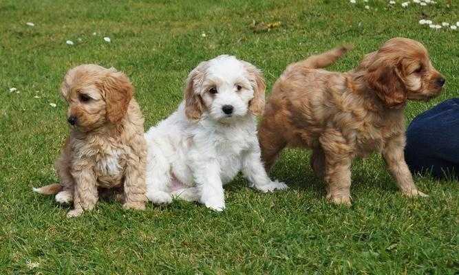 Gorgeous Cockapoo Puppies