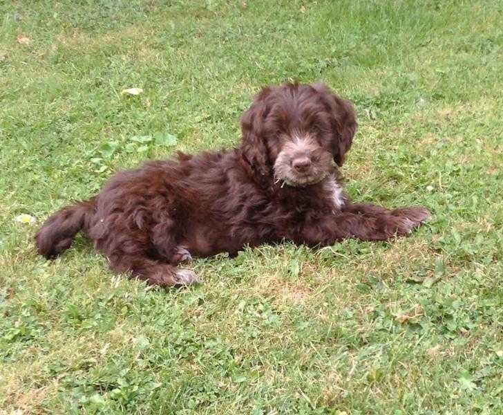 Gorgeous Cockapoo puppies