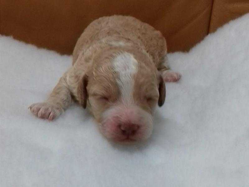 Gorgeous Cockapoo Puppies for sale