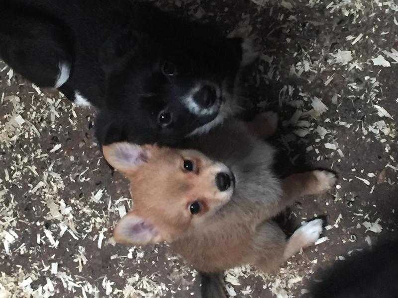 Gorgeous cuddly puppies