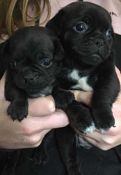 Gorgeous Double Jug (34 Pug x 14 JRT) Pups For Sale