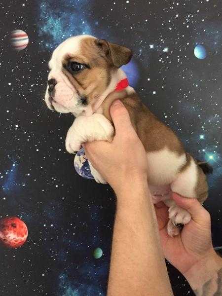 Gorgeous English (british) bulldog puppies kc reg