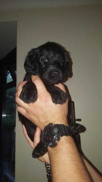 Gorgeous F2b labradoodle puppies