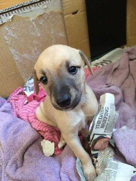 Gorgeous Fawn Whippet Cross Bitch, ready in 3 weeks