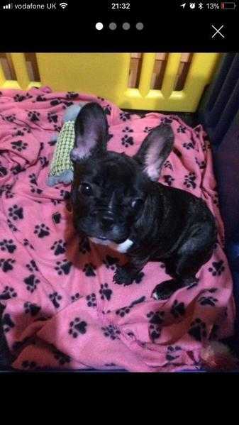 Gorgeous female French bulldog for sale.