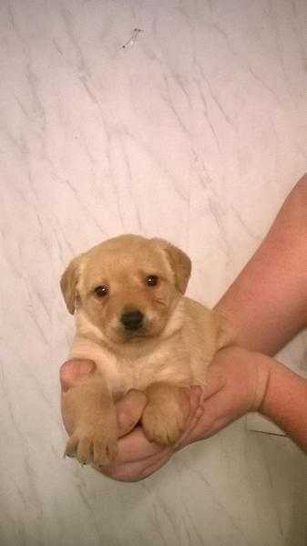 Gorgeous fox red labrador