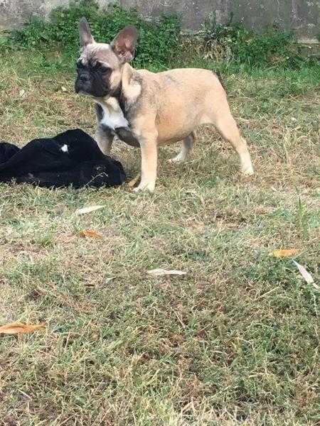 Gorgeous French bulldog FEMALES