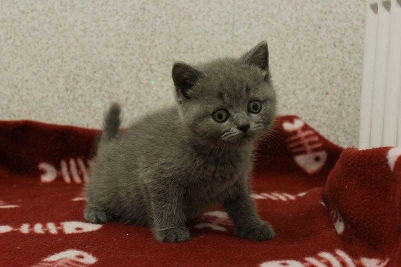 Gorgeous Gccf Registered British Shorthair Kittens for Sale