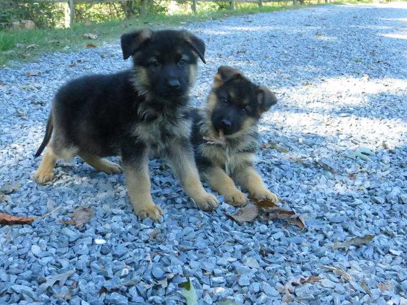 Gorgeous German Shepherd Puppies