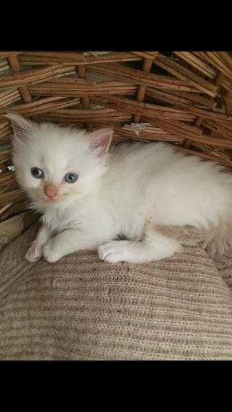 Gorgeous half Birman half Persian kittens