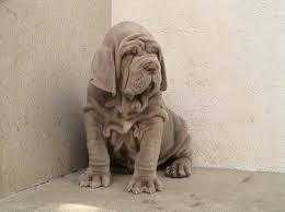 Gorgeous home raised neapolitan mastiff puppies for SALE