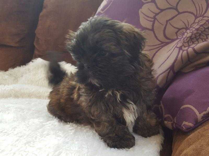 Gorgeous imperial shih tzu puppies