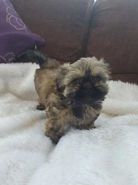 Gorgeous imperial shih tzu puppies