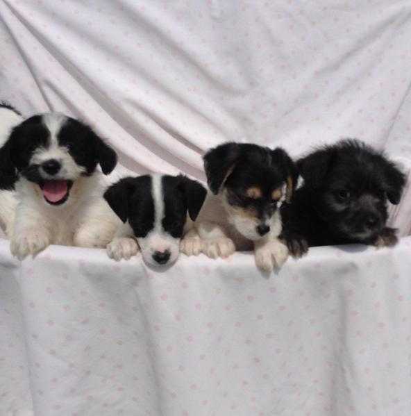 Gorgeous jackapoo puppies