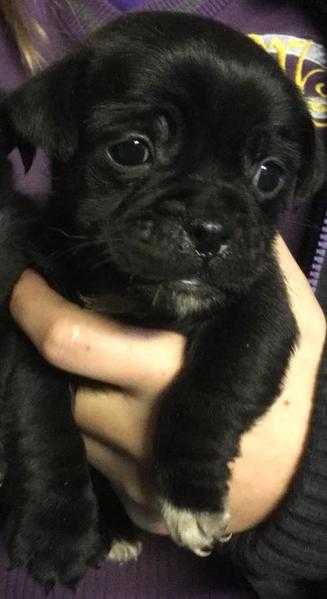 Gorgeous Jug (Pug x Jack Russell) Pups