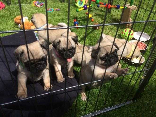 Gorgeous Kc Reg Fawn Pug Puppies Available Now