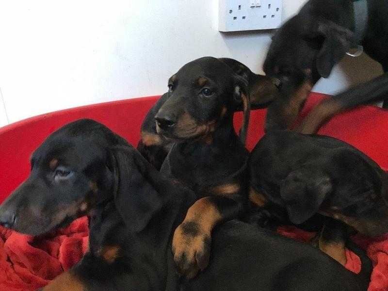 Gorgeous KC Registered Doberman Pups for Sale