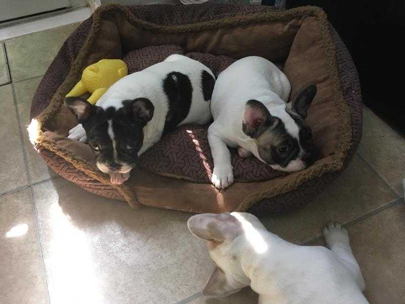 Gorgeous Kc registered French bulldog puppy left