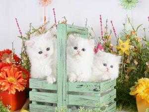 Gorgeous Kittens