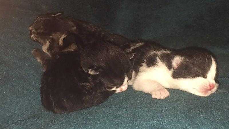 Gorgeous kittens for sale