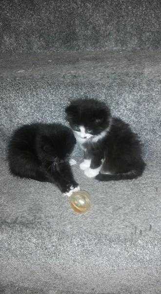 Gorgeous Kittens - Ready Now - Various Prices